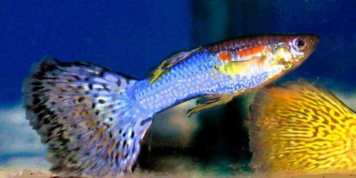 Guppy Fish | Price, 10 Rare Species, Care Tips, Colours, Facts, Health